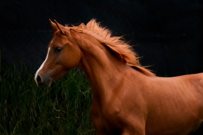 _DSC2099 PS 1-Edit-2 a