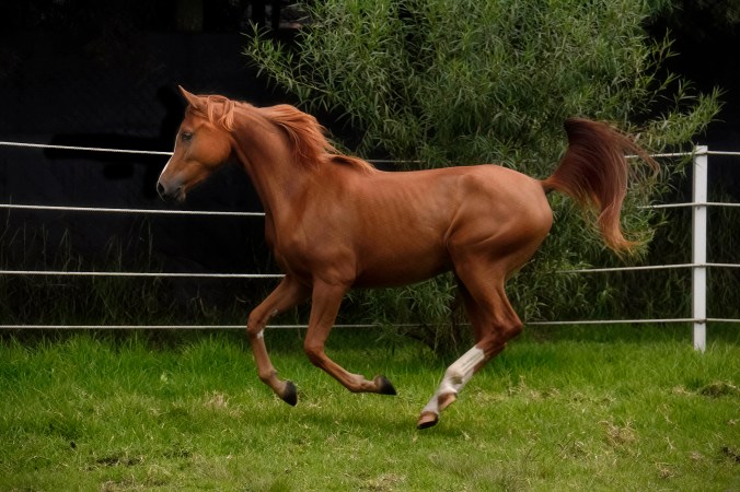 _DSC2104-Edit-Edit-2 PS b