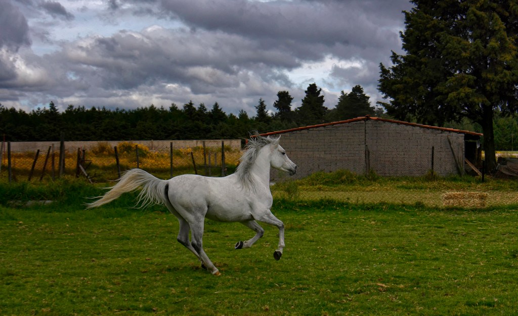 _DSC2606 ps a-Edit-Edit-2 B