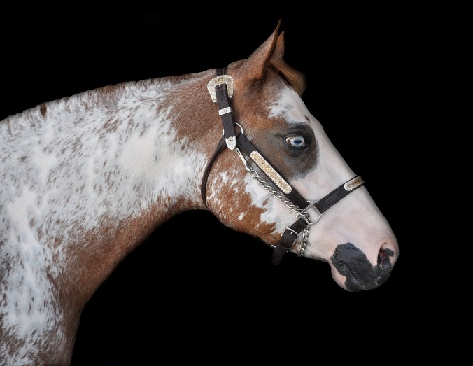 Quarter Horse Pinto