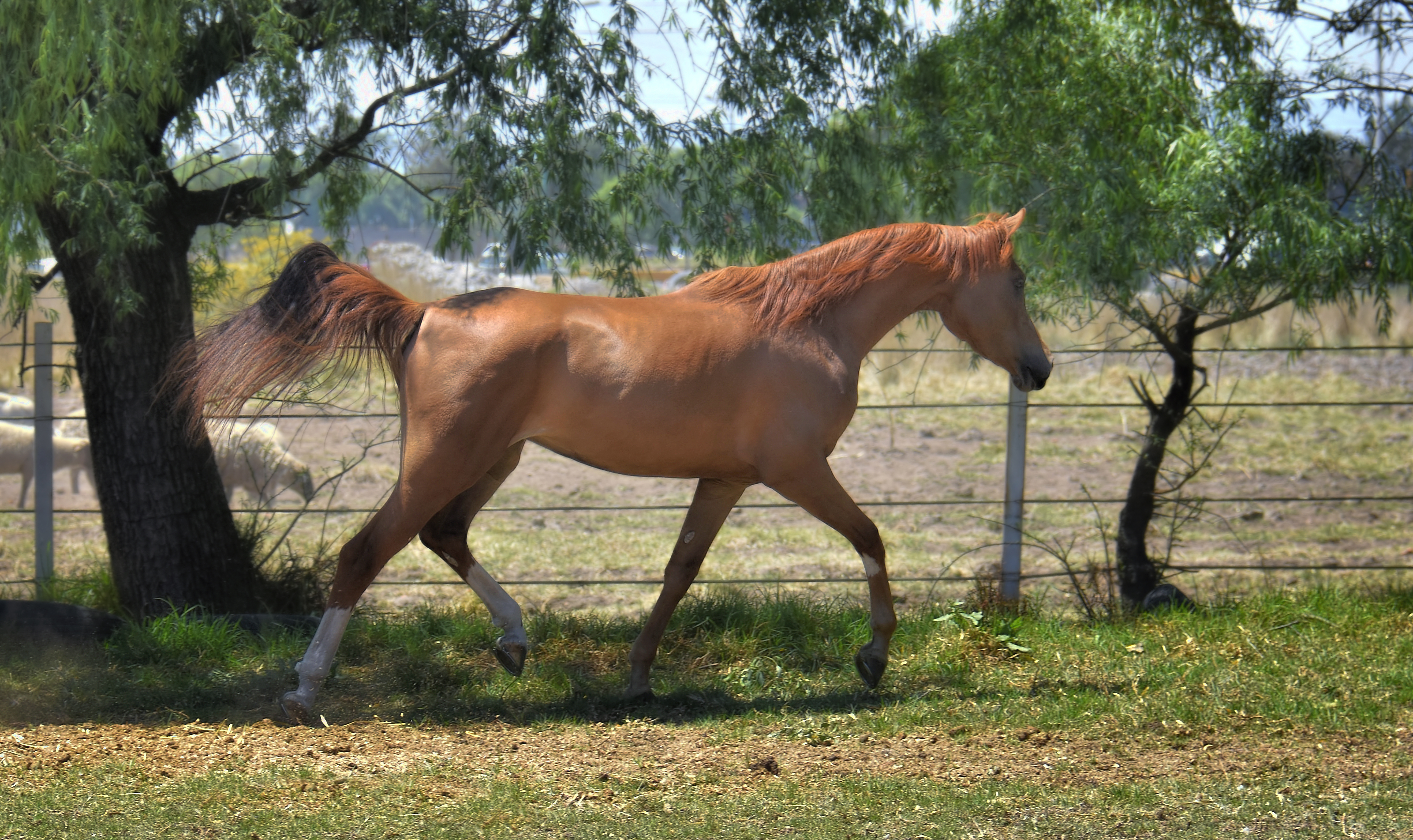 _DSC3334 ps tp 1 a 1