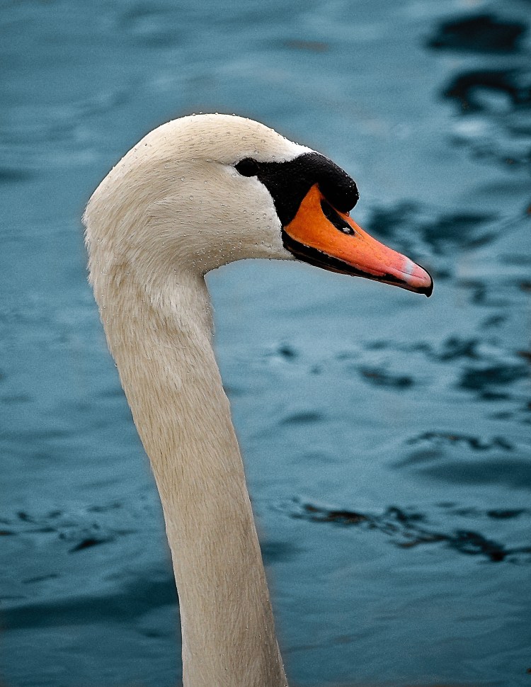 Swan