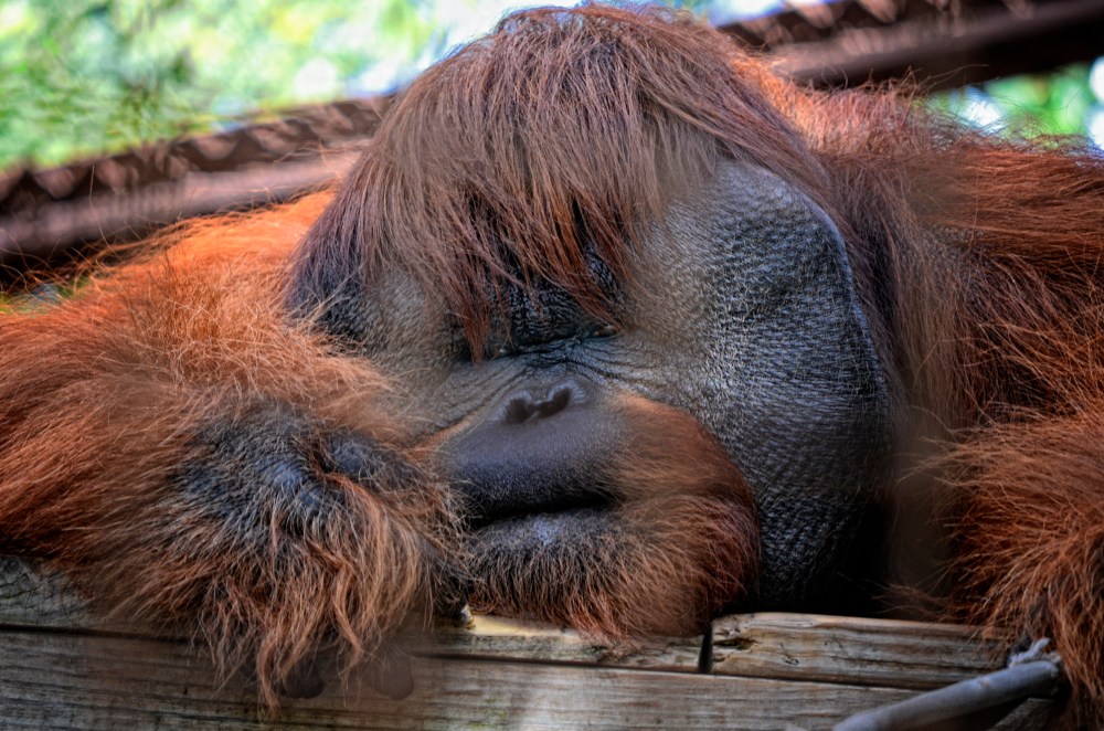 Orangutan