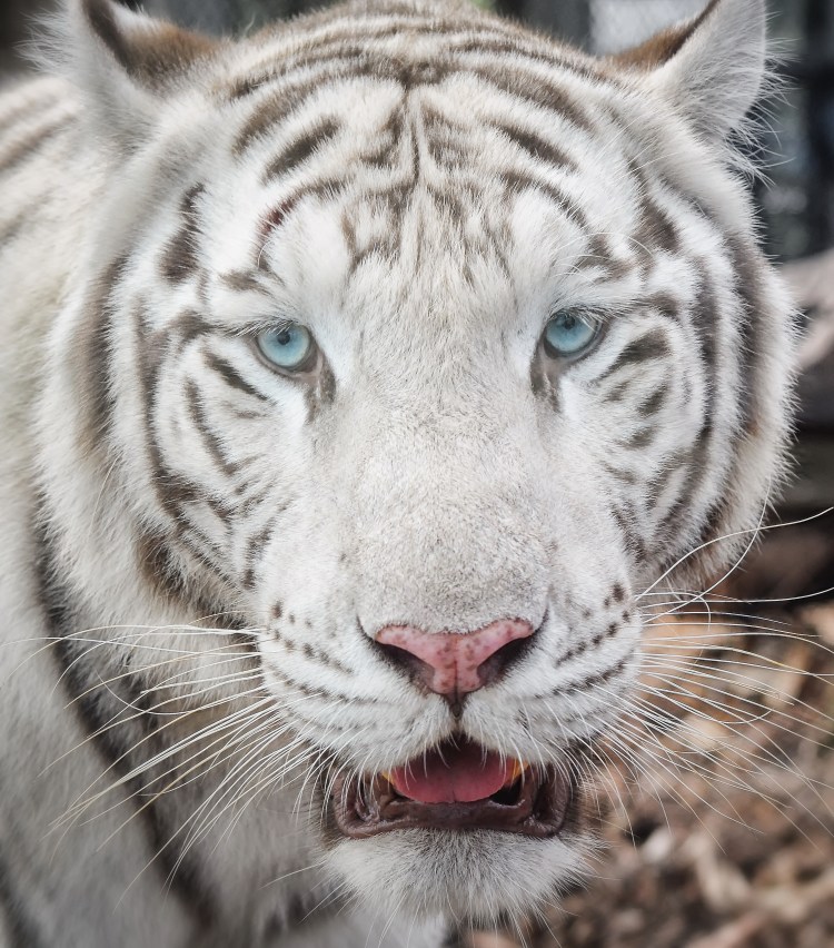 White Tiger