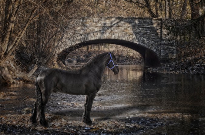 Frisean - marvelous look