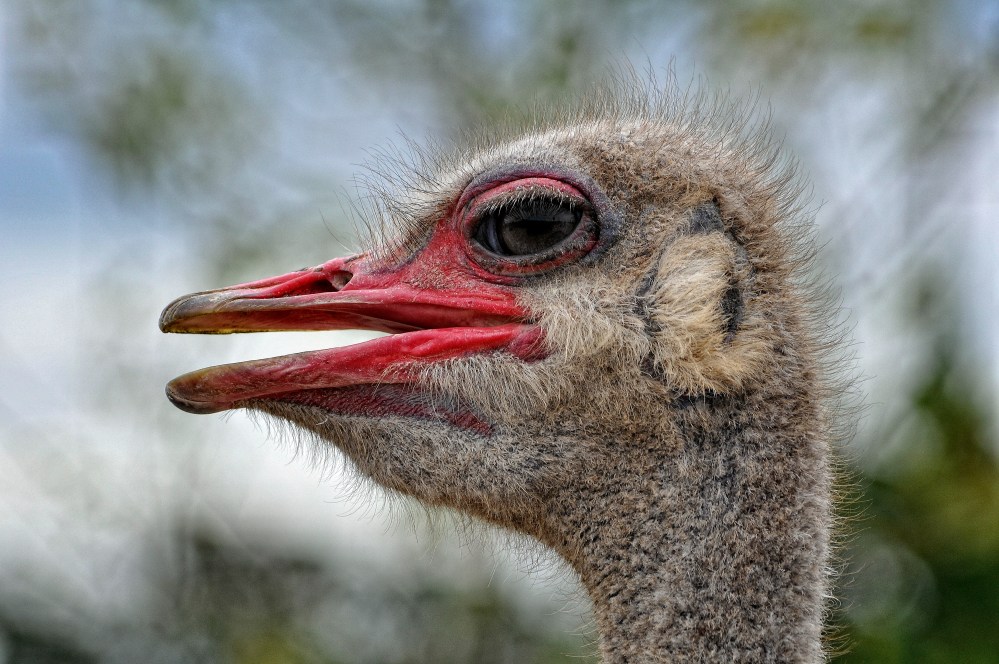 OSTRICH