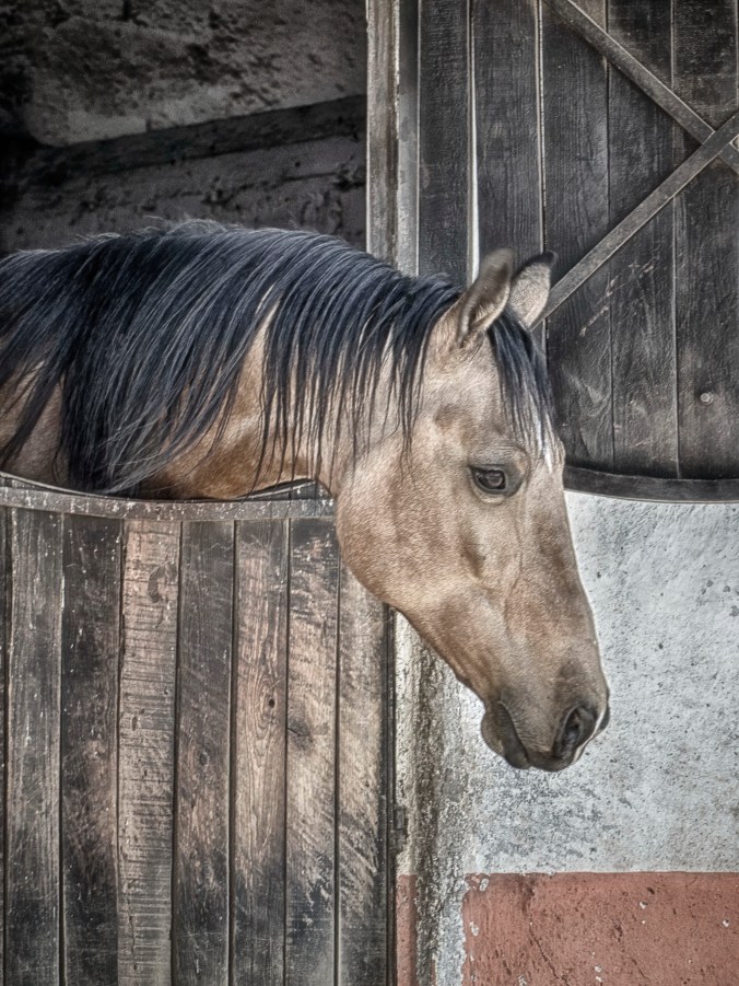 Quarter Horse Portrait