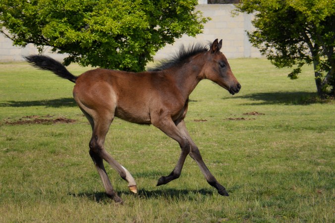 Malik Foal