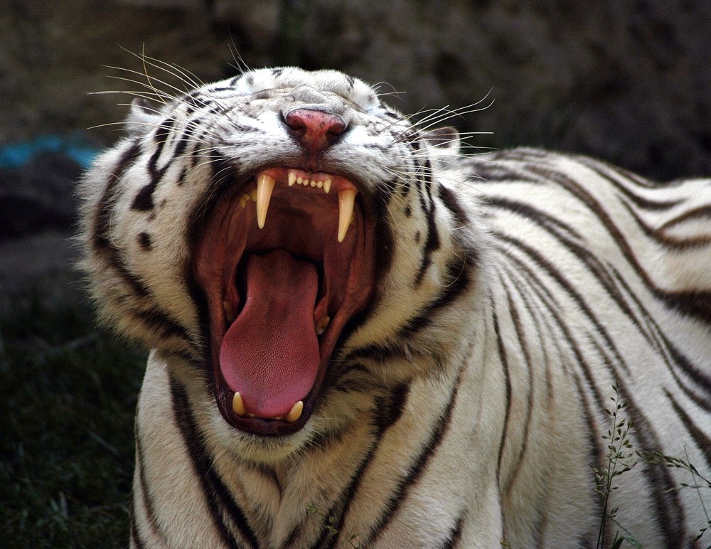 White Tiger