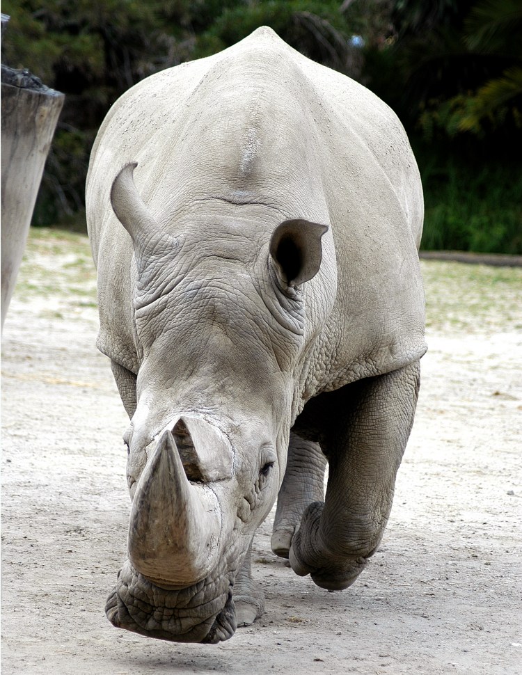Rhino at charge