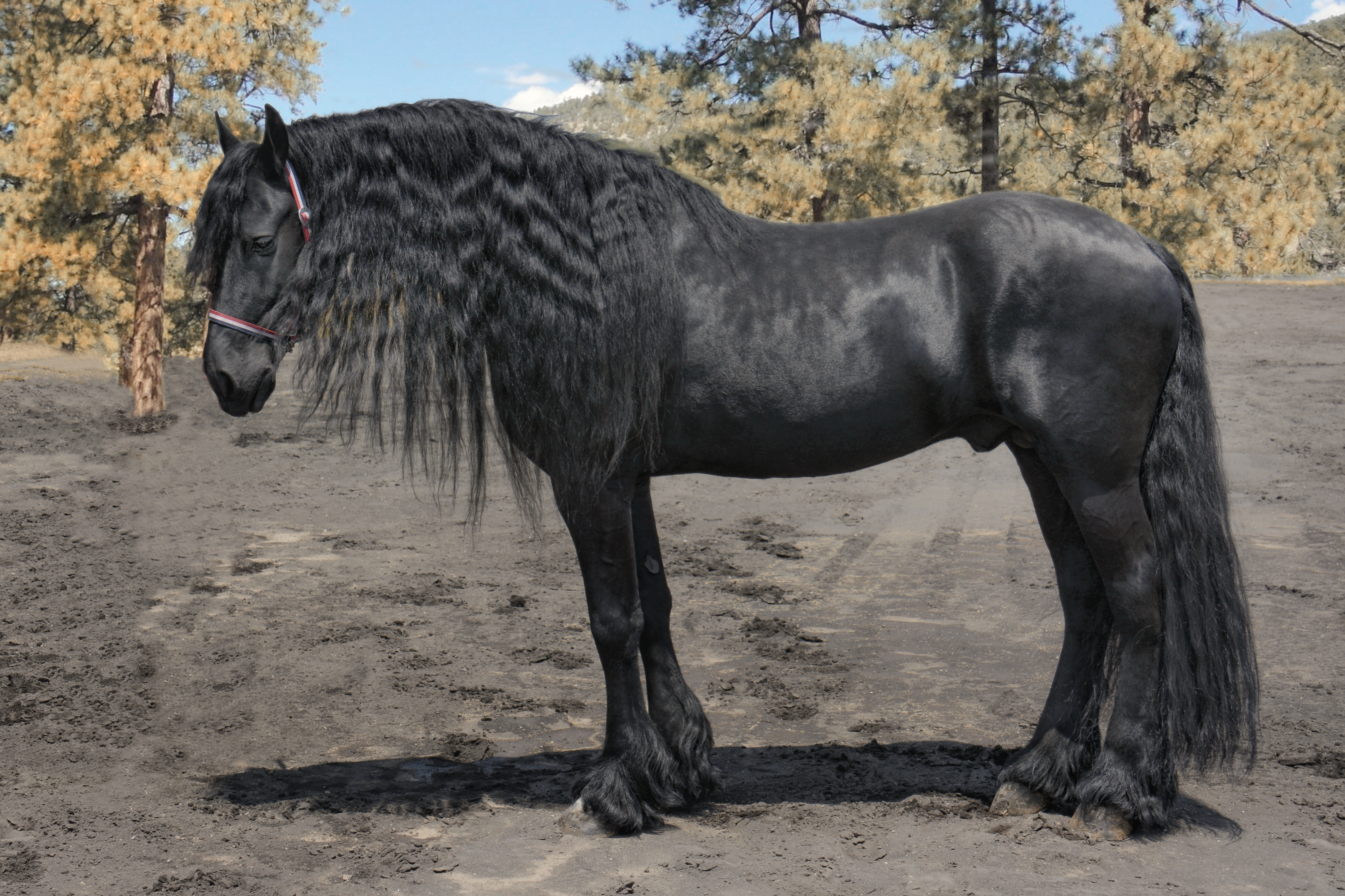 _DSC0751 PS copy PPS C