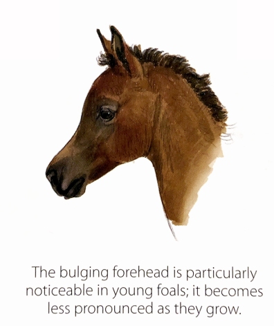 Arabian Foal head