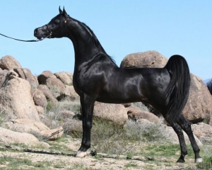 Black arabian horse