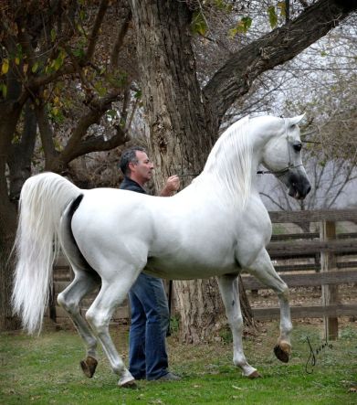 Ecaho Arabian Horse