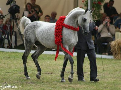 Piaff Arabian Horse